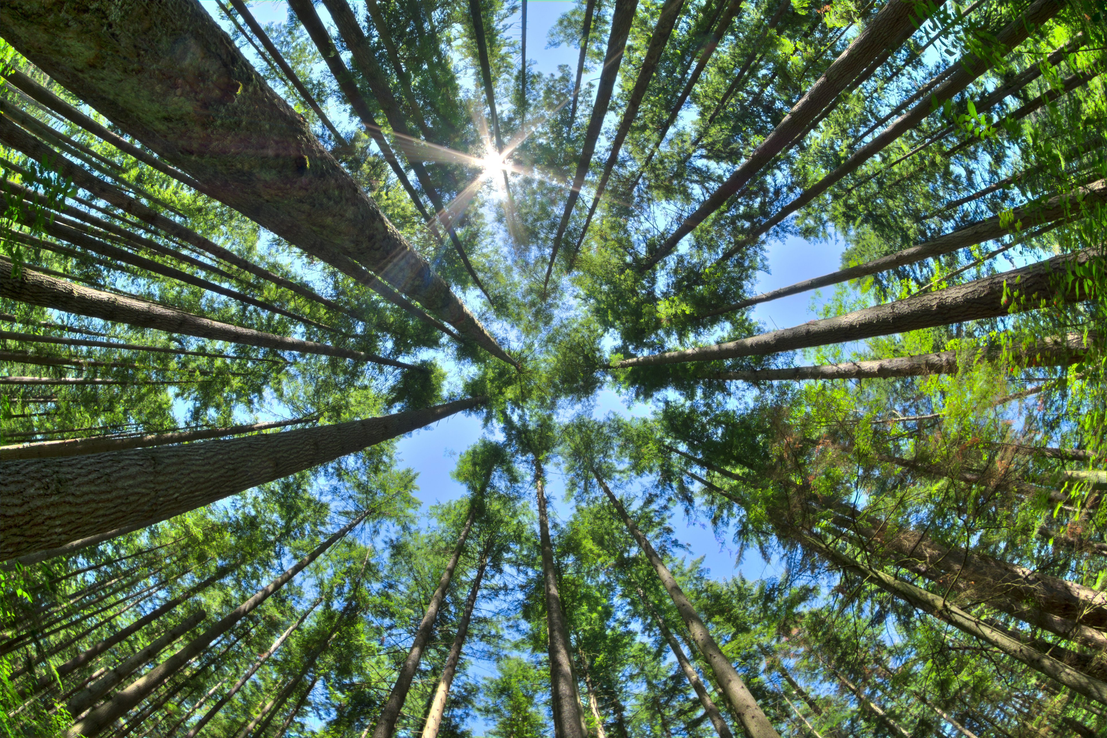 CircleToZero_Forest